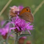 Meadow Brown on Greater Napweed, Picos de Europa, by Ian Monro
