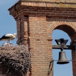 Tordesillas stork