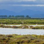 Photo of Delta de Ebro, flamingoes in the rice fields