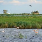 Photo of Delta de Ebro, birdwatching in the rice fields