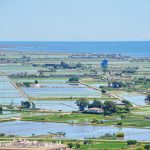 Photo of Delta de Ebro, rice paddies