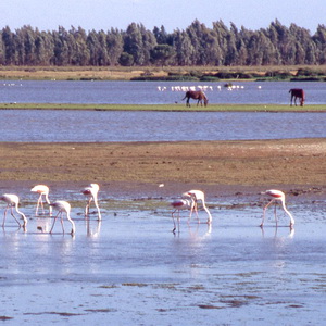 Photo Doñana flamingoes