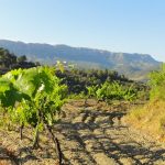 Photo of Mas Sinen Vineyard, Priorat